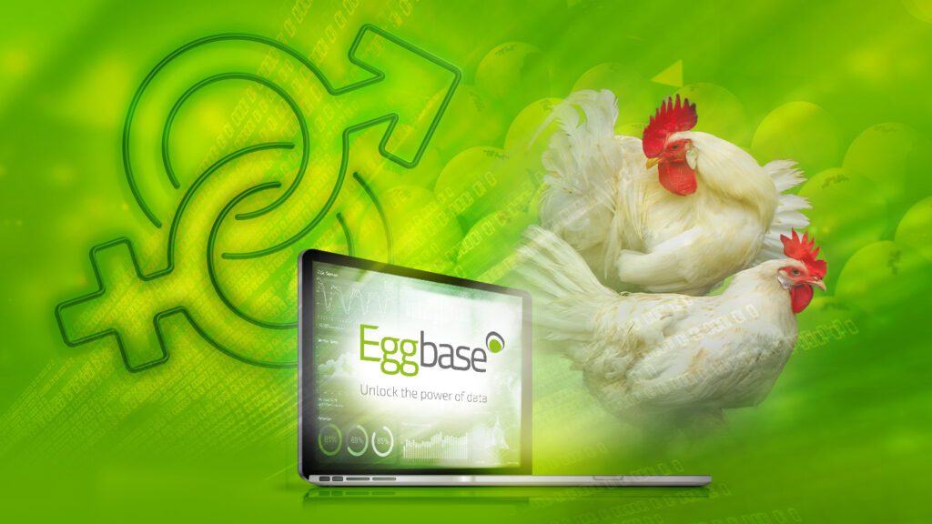 eggbase